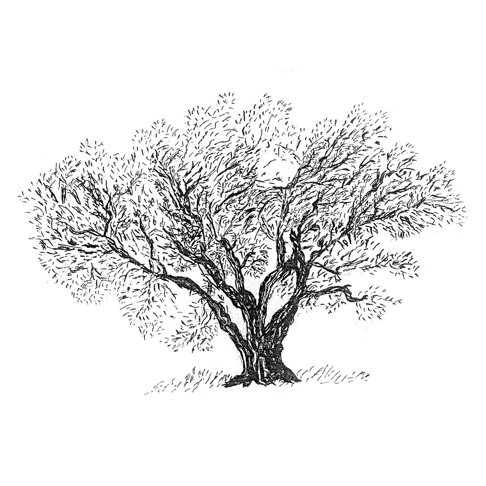 Olivette Et Jardin De Langel_Armissan_slider_image_3