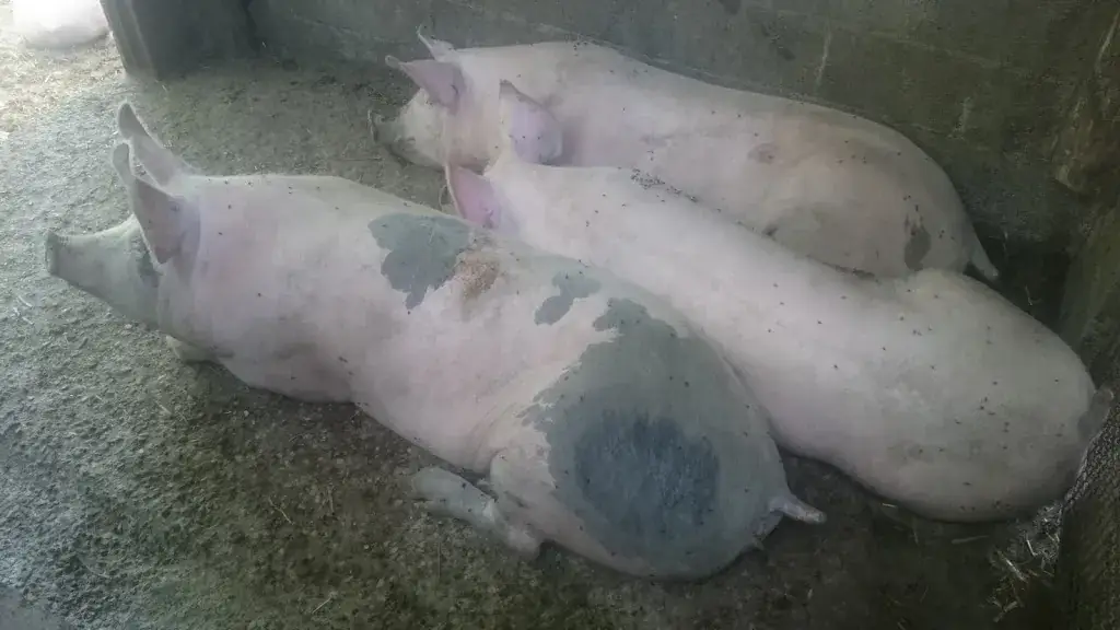 Bérillon Robert_Perréon_slider_image_2