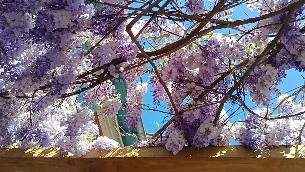 Hitomi Oshima_L'Aspetit_Aspet_review