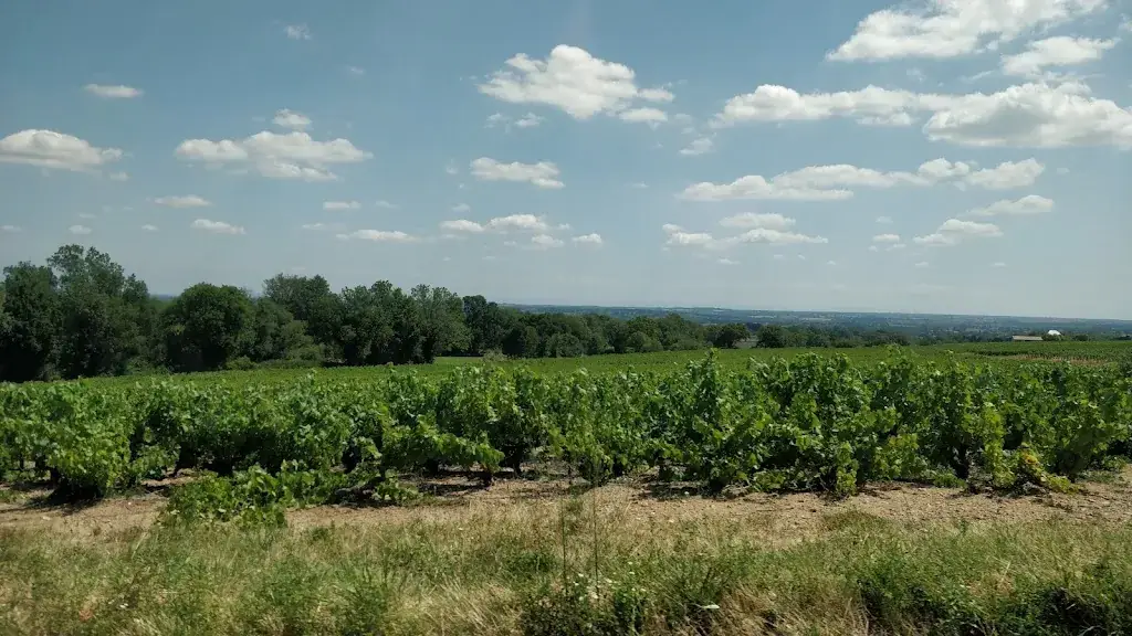 Fabio Andres Sanchez_Le Côte de Brouilly_Odenas_review