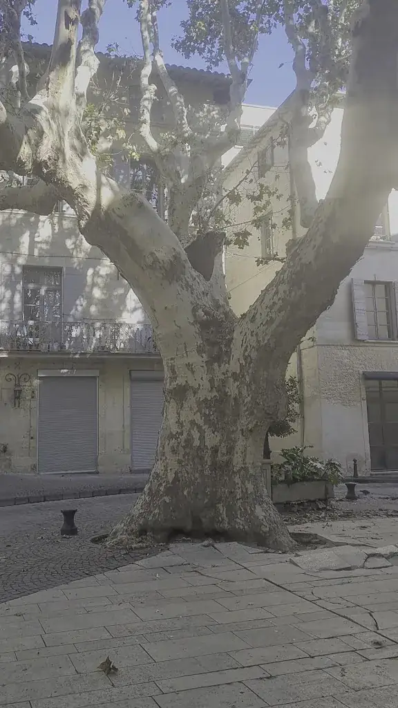 Restaurant La Terrasse_Beaucaire_slider_image_2