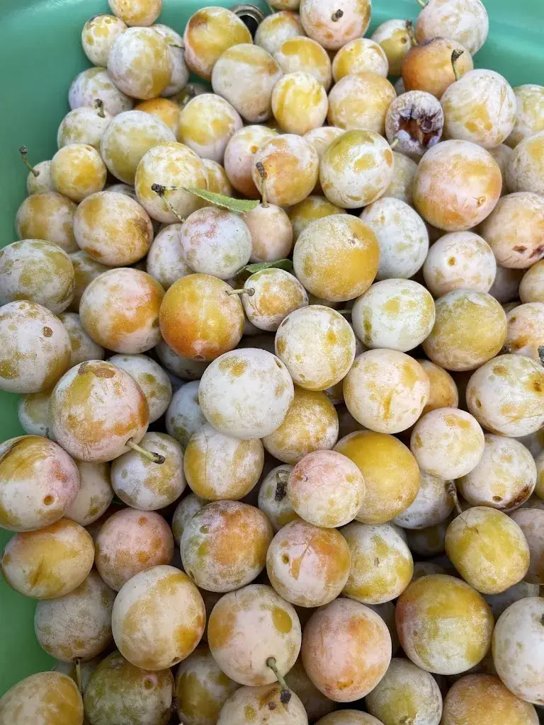 Menu_Fabrique paysanne_Bédarieux_image_7