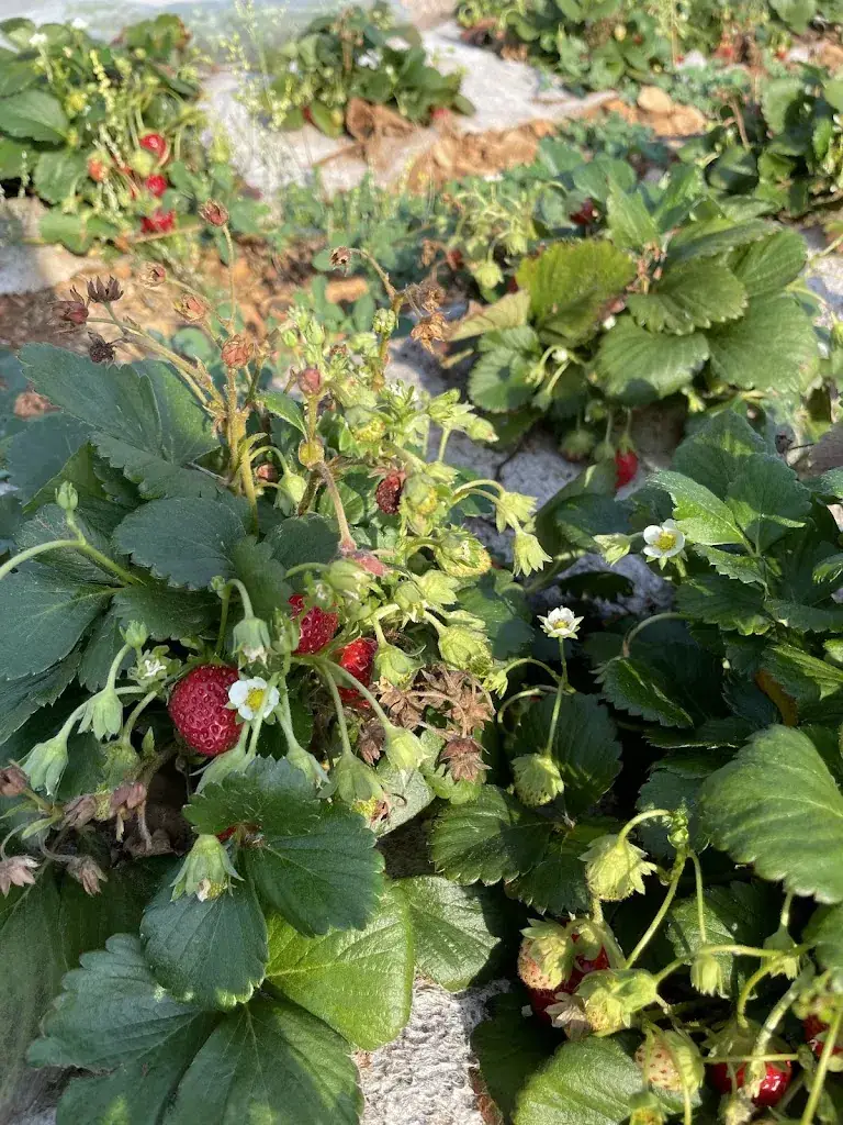 Menu_Fabrique paysanne_Bédarieux_image_9