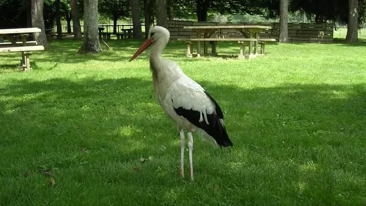Les Cigognes D'orb_Bédarieux_slider_image_3