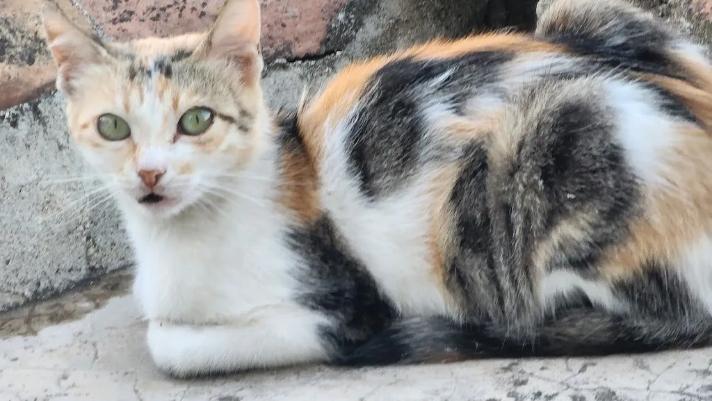 Ibrahim Hassan_Temi Albanian Food_Albania_review