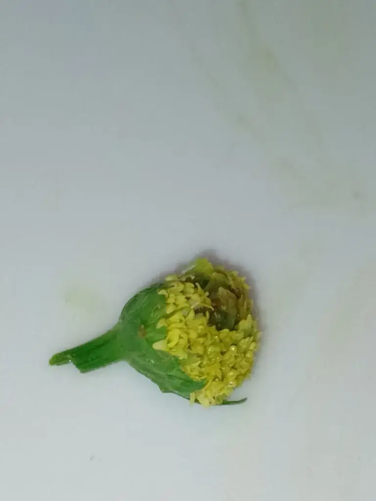 jean marc MATHIEU_L'Agrolinette_Molère_recensione