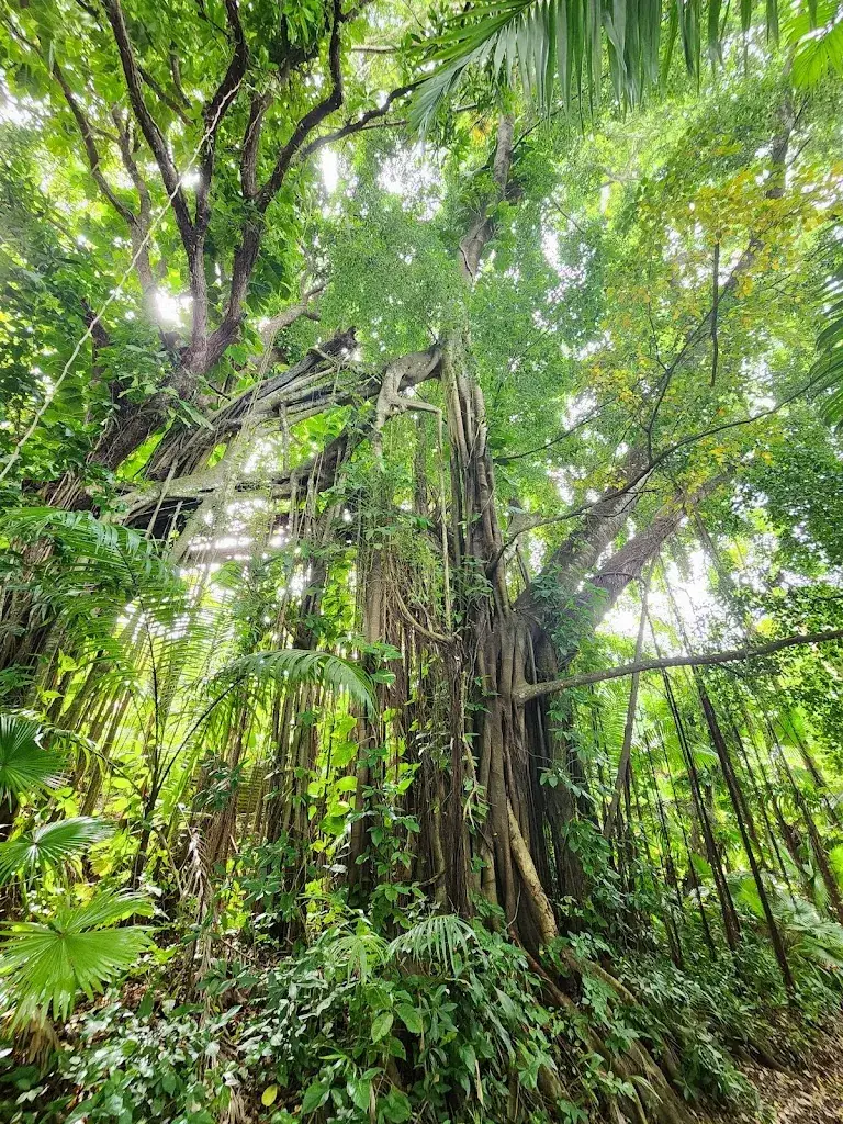 Matthew Varley_Pink Plantation_Lucia_review