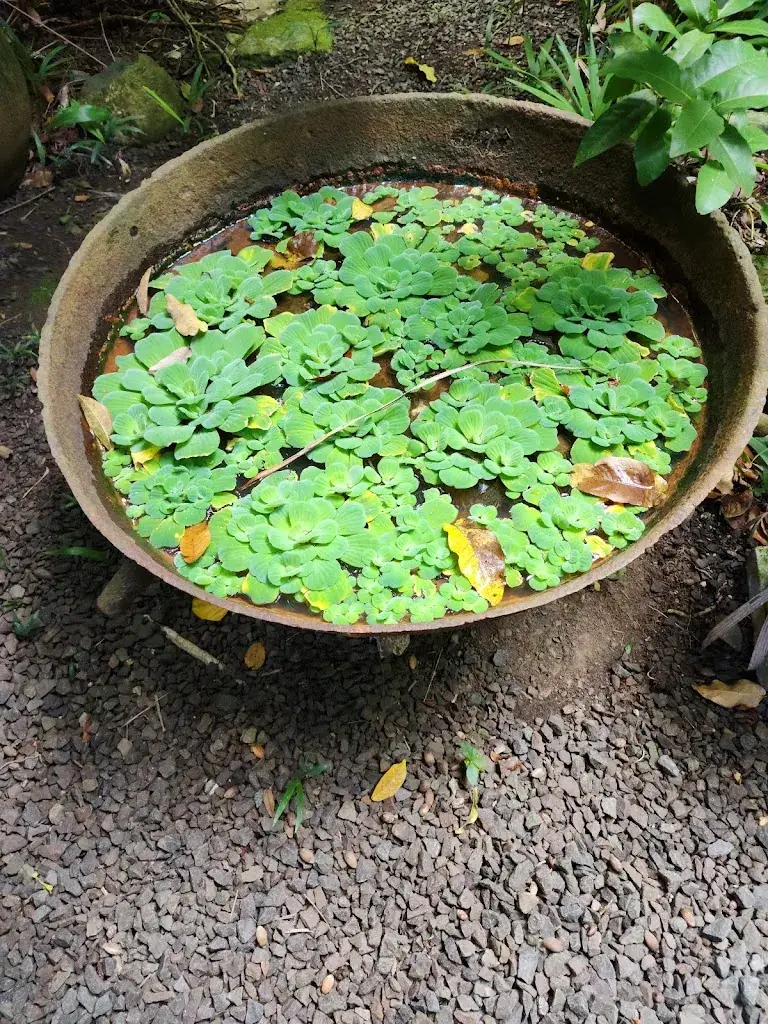 Pink Plantation_Lucia_slider_image_3