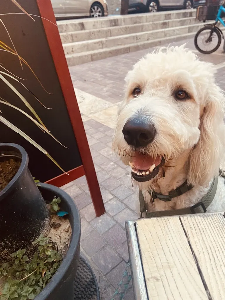 Kelly Byrne_L'Arbre du Voyageur_Collioure_review