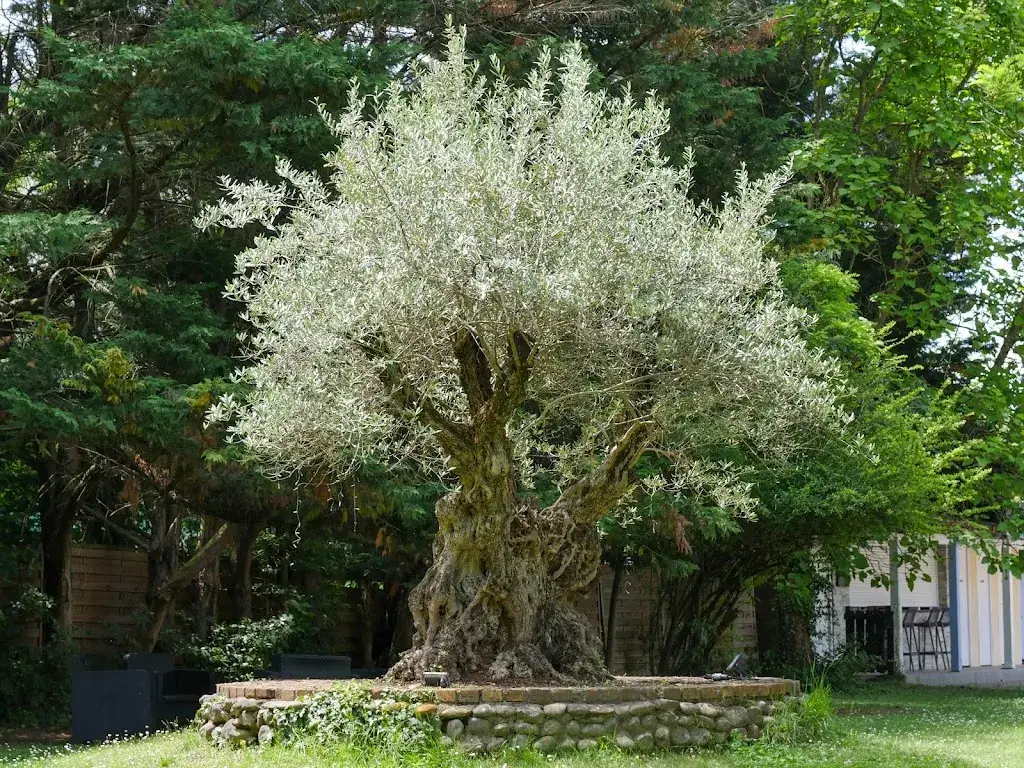 Eric D_Logis Hôtel Restaurant SPA Les Oliviers_Loriol-sur-Drôme_review