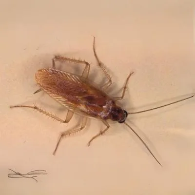 Maxime SAUNE_Restaurant Menthe à l'eau_Colomiers_review