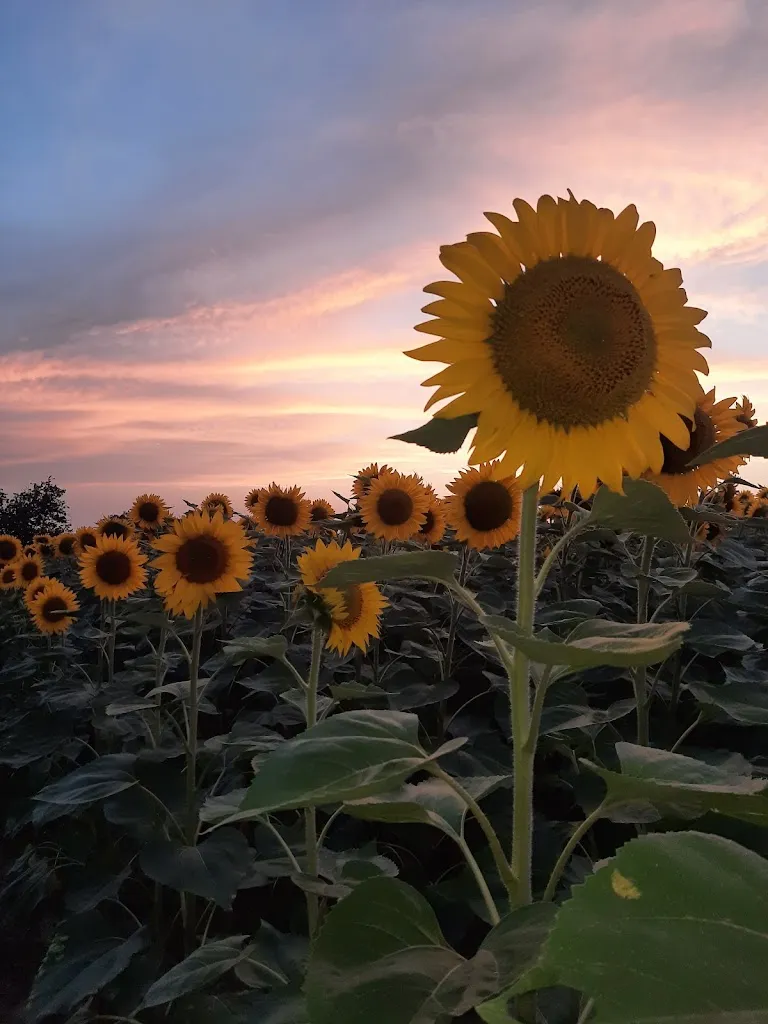 Shirley Martin_Le chai de fages_Drémil-Lafage_review
