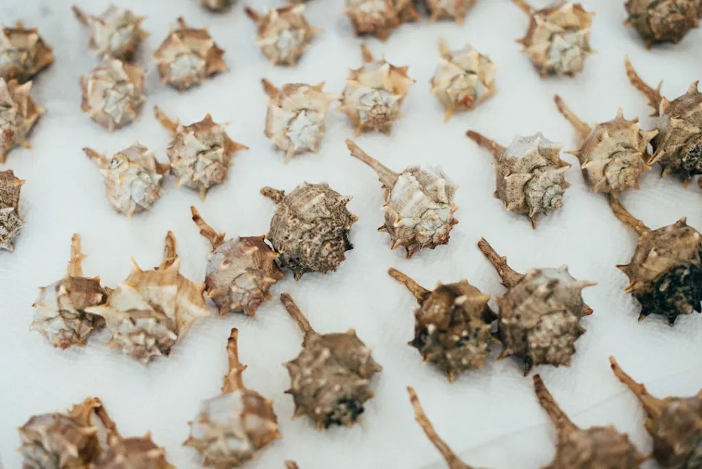 Ô Huîtres_Frontignan_slider_image_2