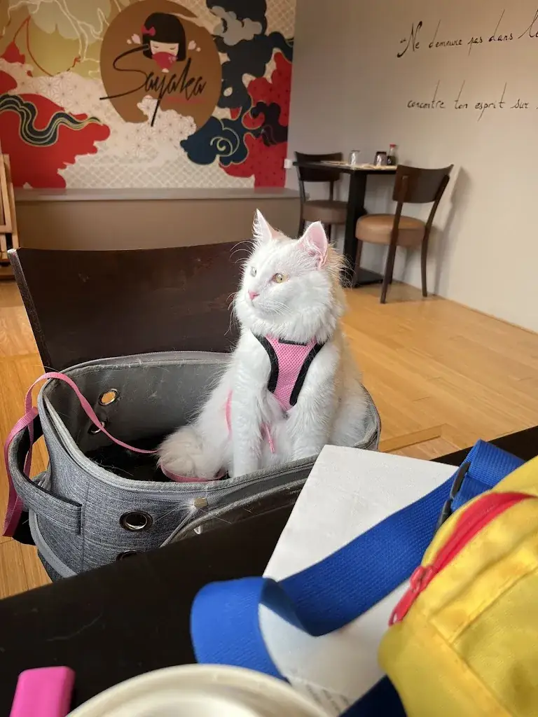 2 Wolf_Sayaka_Gaillac_review