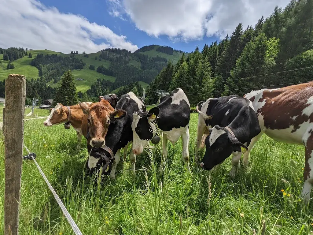 Fromagerie d'alpage de Moléson ristorante a Moléson