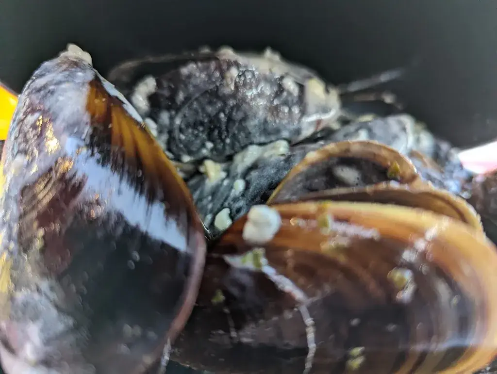 Kurt Schneider_La Taverne La Grande Motte_Grande-Motte_recensione