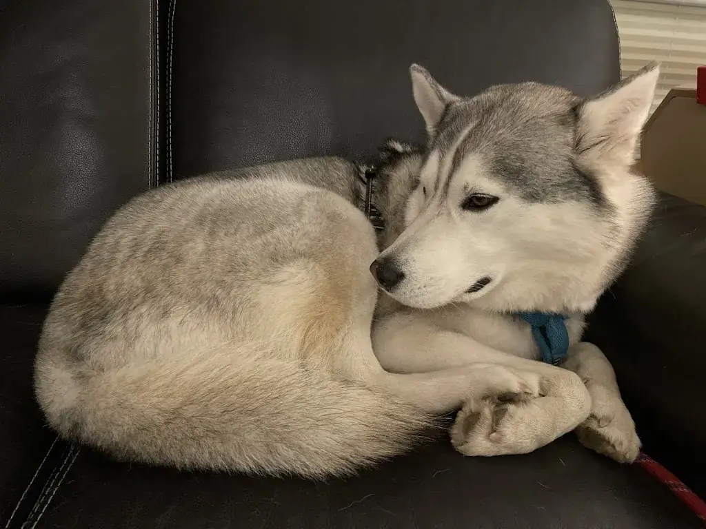 Tracassin Tracassin_Le Bistrot du Relais_Magland_review