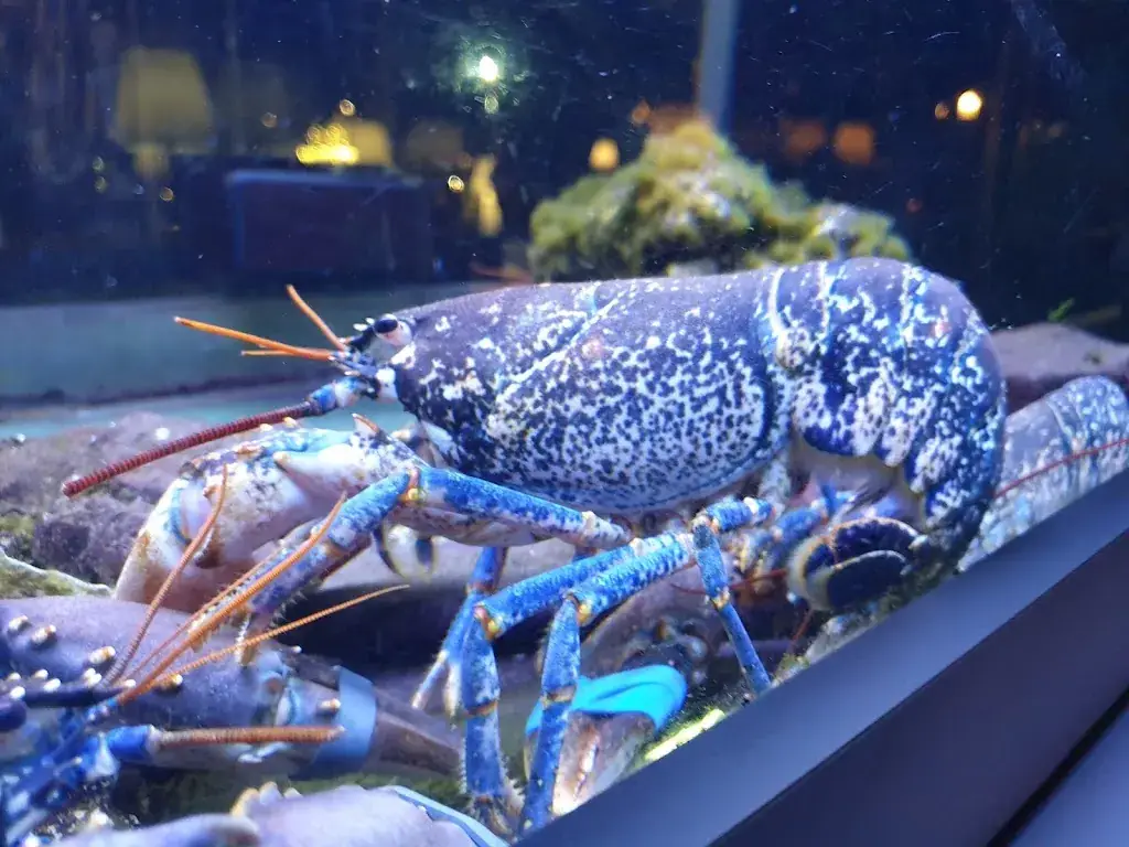 Menu_Restaurant Le Yacht Club_Grande-Motte_image_5