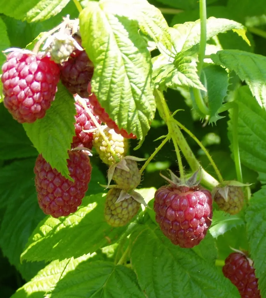 La poule rouge_Longages_slider_image_2