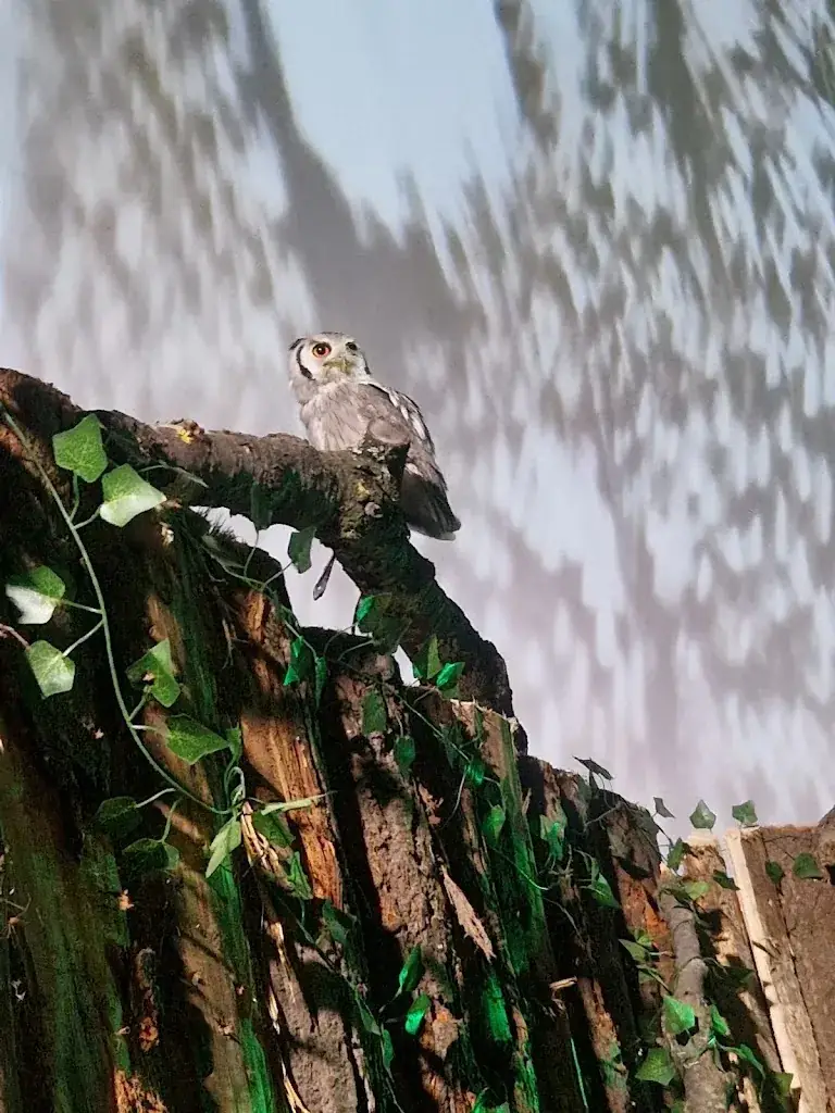 Lamine Ba_Volerie du Forez_Marcilly-le-Châtel_recensione