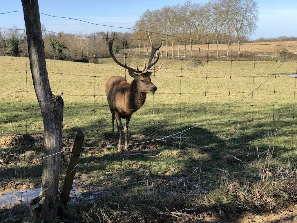 Dimitry Modin_La Ferme aux Cerfs_Houga_review