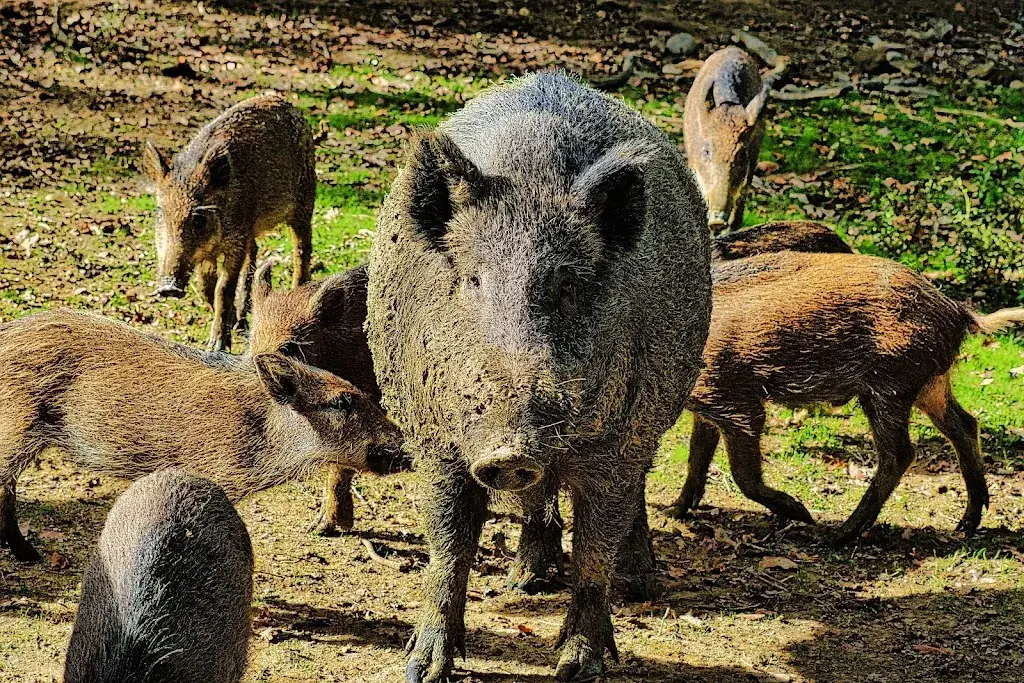 La Ferme aux Cerfs_Houga_slider_image_3