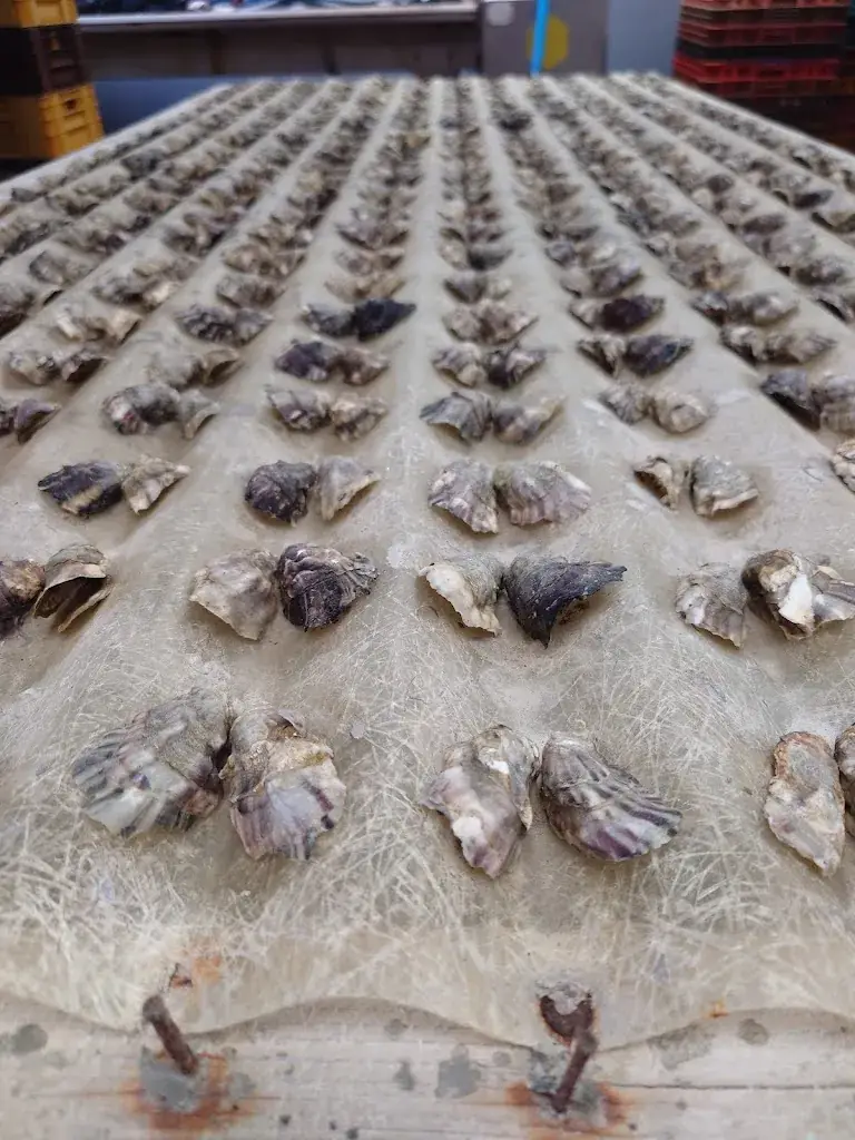 helene fachim_Le Petit Bigorneau_Leucate_Bewertung