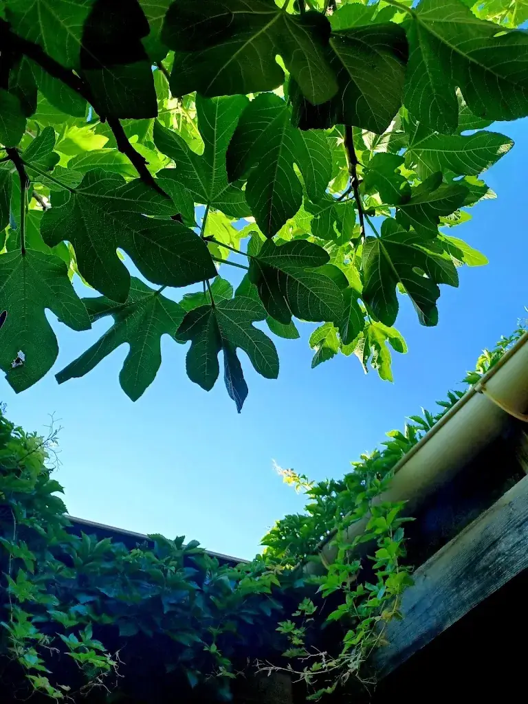 Chantal Carrere_Auberge -Table d'hôtes 