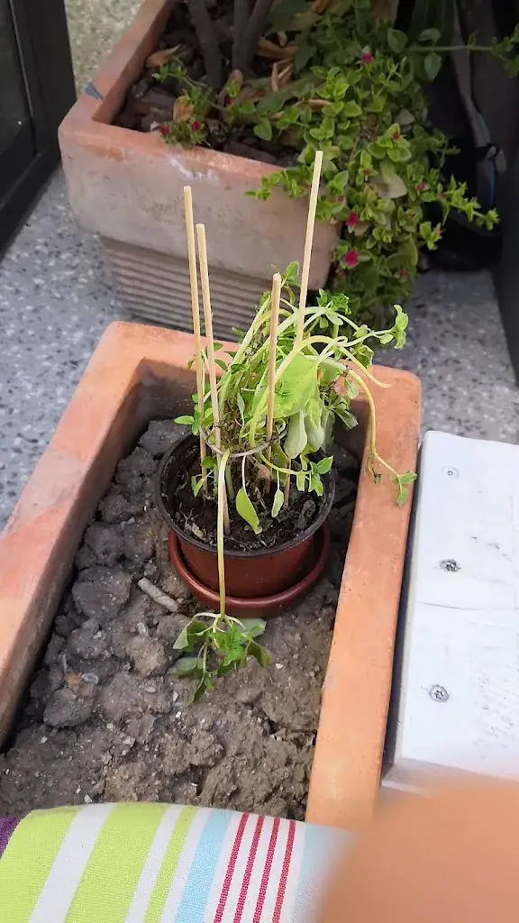 Travelaar_Le Belem Bar Tapas_Marseillan_review