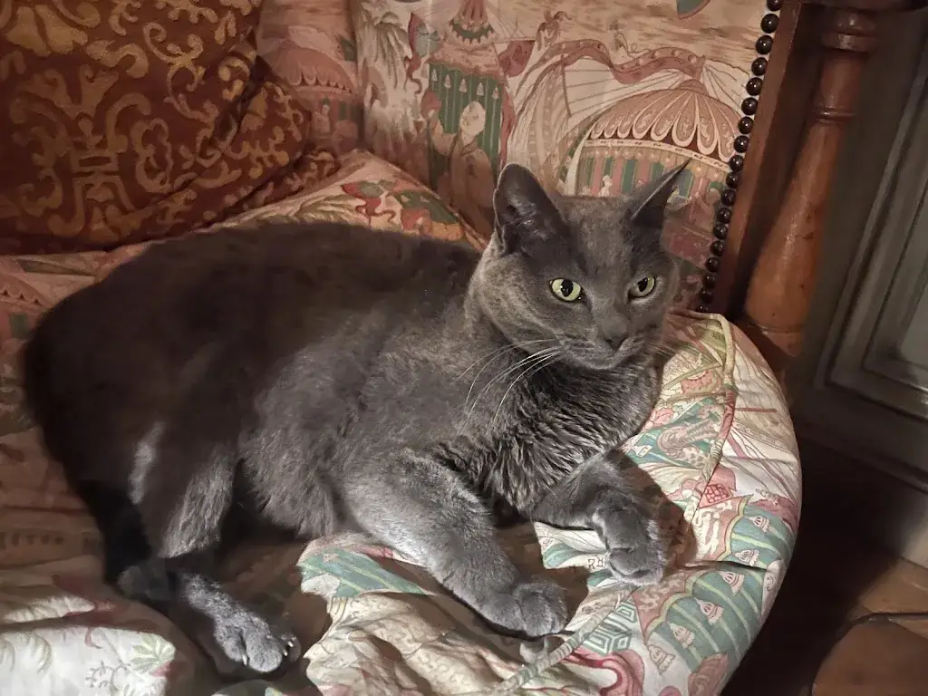 jojo le chat bleu_Le Bistrot de Florent - La Mirande_Avignon_review