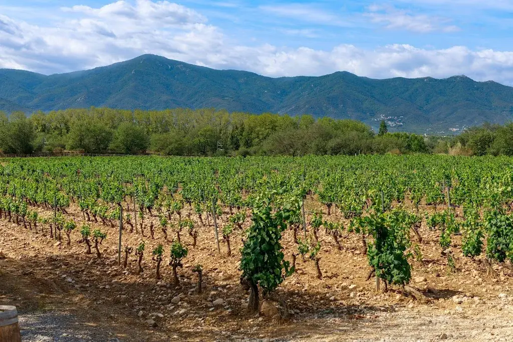 Casper van Dort_Domaine Sol-Payré_Elne_recensione