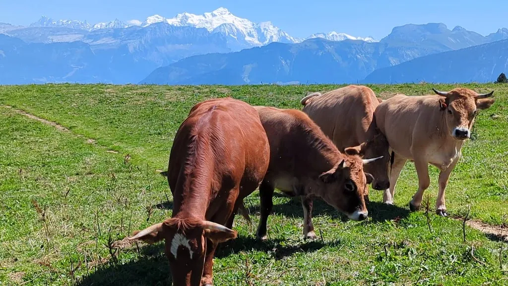 J 2T_L’écho du berger_Marignier_review