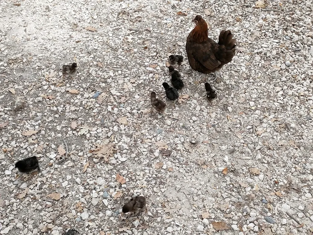 Marta Sabin_La Ferme Du Paradis_Rieumes_review