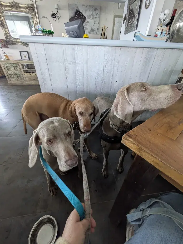 Donna L'Orchard_Le Buccin_Marennes-Hiers-Brouage_review