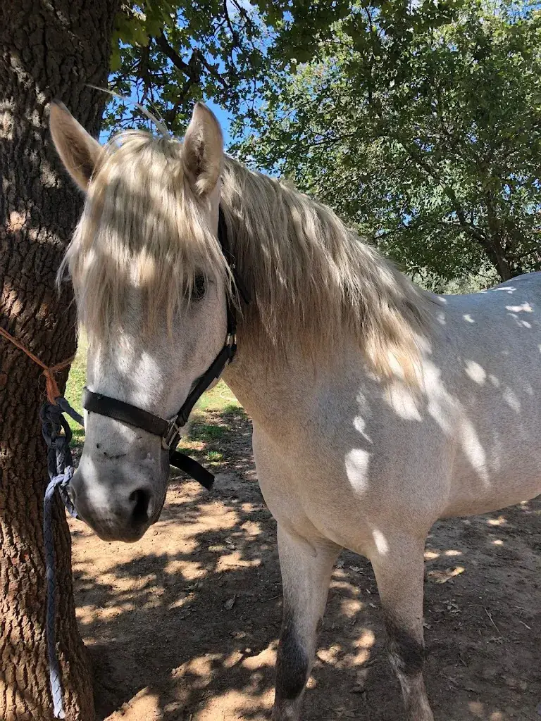 Laurence G_Manade Des Chardons - Restaurant 