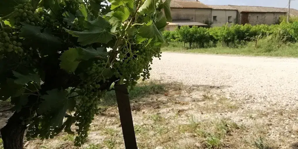 Domaine la Coste du Puy_Roquemaure_slider_image_2