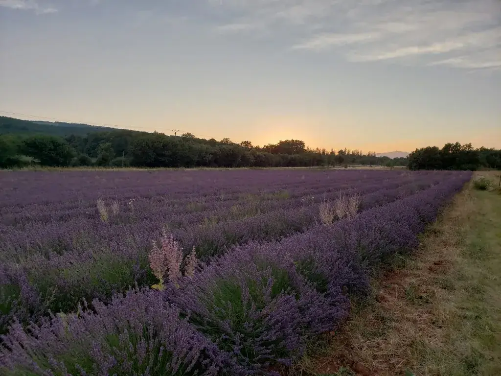 Ashley Ng_Hôtel Restaurant Des Lavandins_Saint-Christol_review