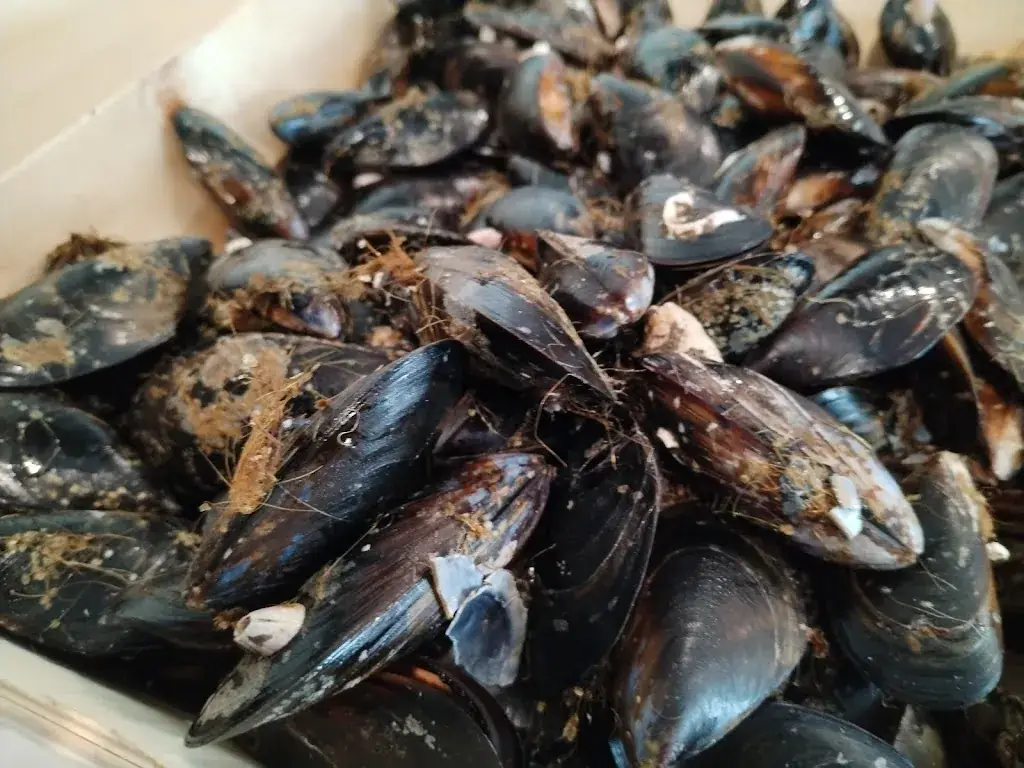 Menu_Mat'lots Coquillages_Saint-Estève_image_6