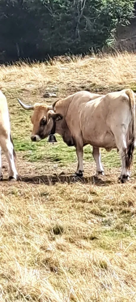 Annabelle P._Buron de la Truque_d'Aubrac_review