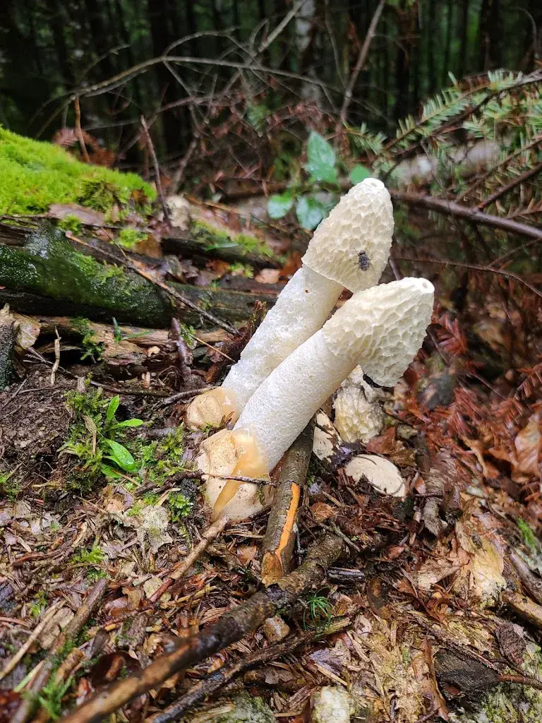 Alétheia_Le Brasero_Aubrac_review