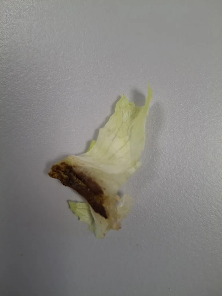 Jade Rebiere_L'atelier_Salles-la-Source_review