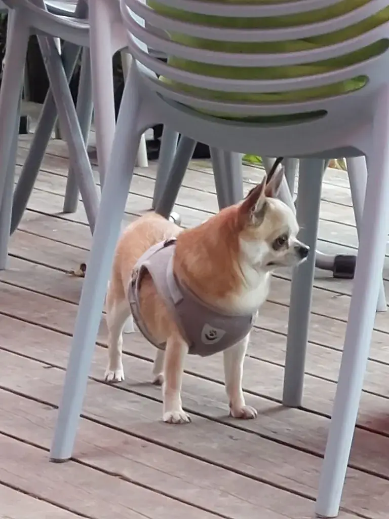 Paul Dontschuk_Le Chalet du Port_Menthon-Saint-Bernard_review