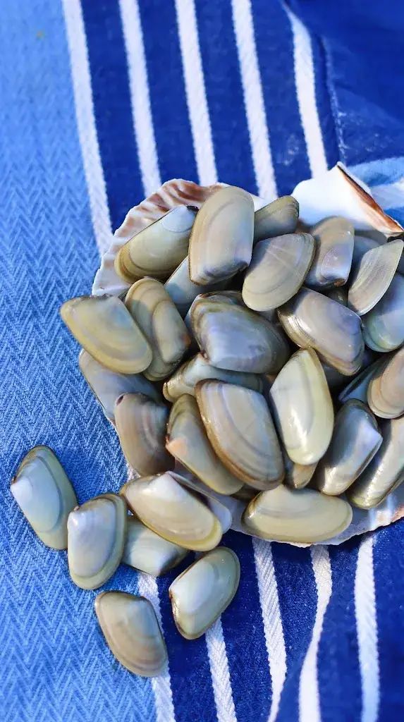 Menu_Chez Penda Valras Plage Coquillages_Valras-Plage_image_7