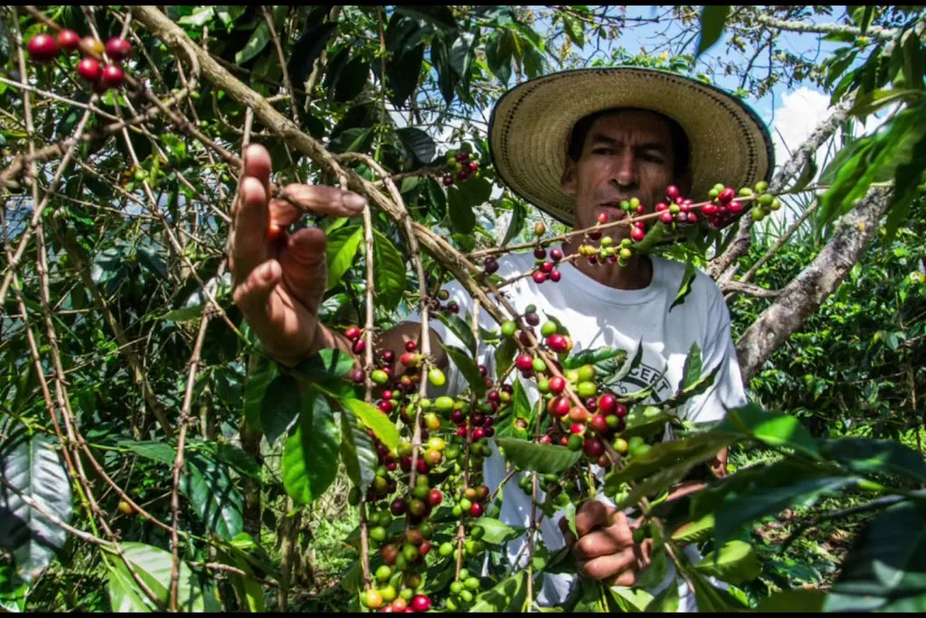 Aux fins palais torréfacteur_Vic-en-Bigorre_slider_image_2