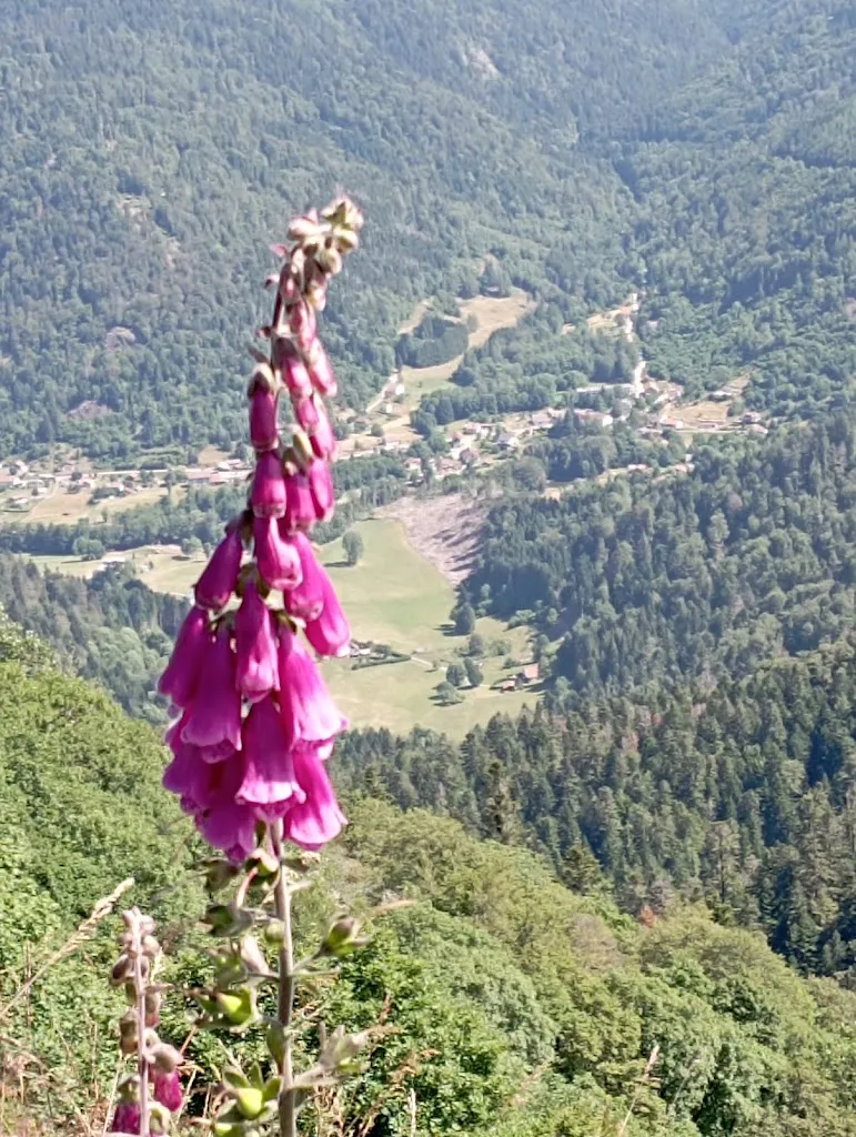 John Michelle_Ballon d'Alsace_Lepuix_Bewertung