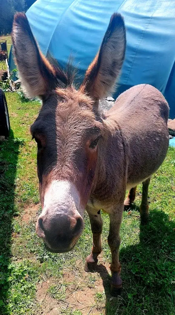 Sanja .Jovicic_L'Auberge du Mont-Blanc Saleve_Monnetier-Mornex_review