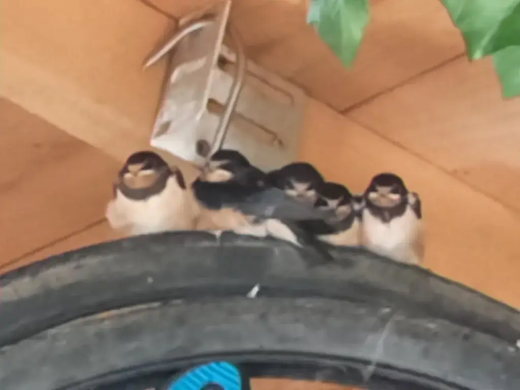 Chambres d hôtes des Reinières_d'Anjou_slider_image_3