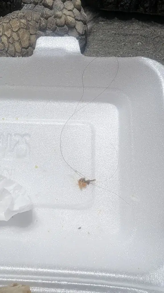 Gino Houalet_Les Délices du Bosquet_Montval-sur-Loir_review