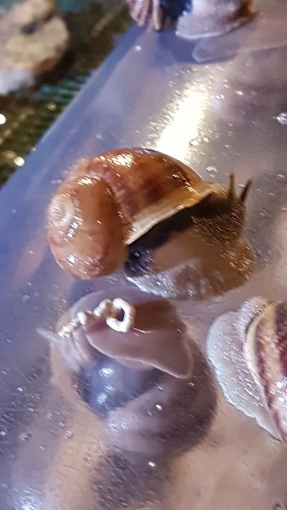 Menu_Restaurant Les pieds bleus_Gennes-Val-de-Loire_image_7