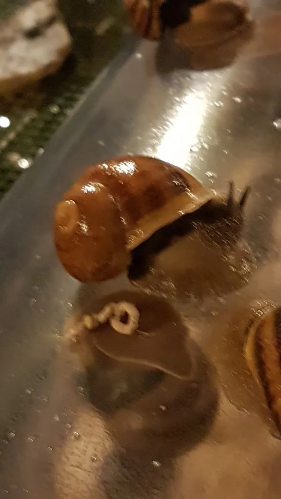 Menu_Restaurant Les pieds bleus_Gennes-Val-de-Loire_image_9